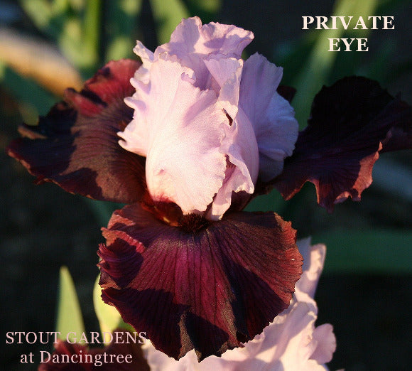 Close-up of a purple and red iris flower with 'Private Eye' branding at 'Stout Gardens At Dancingtree'.