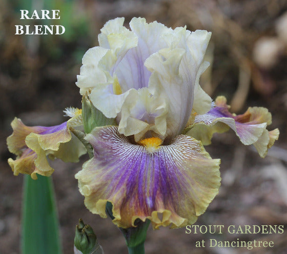 Multicolored iris flower 'RARE BLEND' is shown with cream, purple and yellow colors at 'Stout Gardens at Dancingtree'.