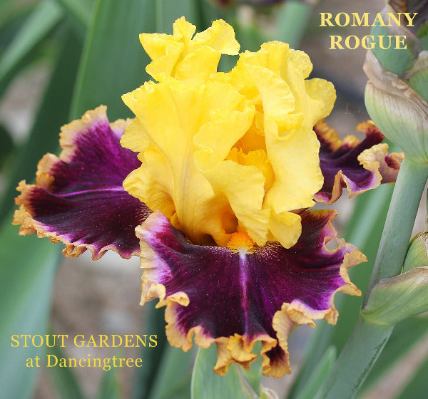 Brightly colored tall bearded iris 'Romany Rogue' displaying yellow over rich purple falls. At 'Stout Garden At Dancingtree'.