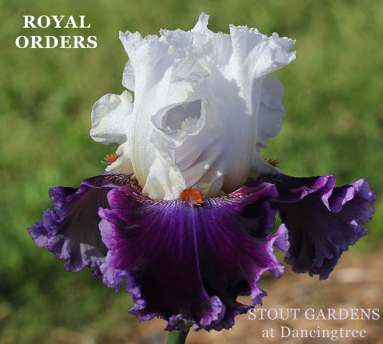 White and purple tall bearded iris flower 'Royal Orders' at 'Stout Gardens at Dancingtree'.