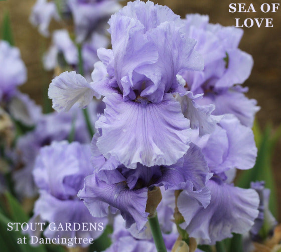 Close-up of a blue purple iris flower with 'Sea of Love' text and 'Stout Gardens at Dancingtree' branding.