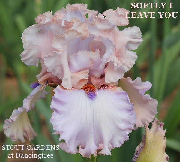 Pink and lavender tall bearded iris flower with name 'SOFTLY I LEAVE YOU' at 'STOUT GARDENS at Dancingtree'.