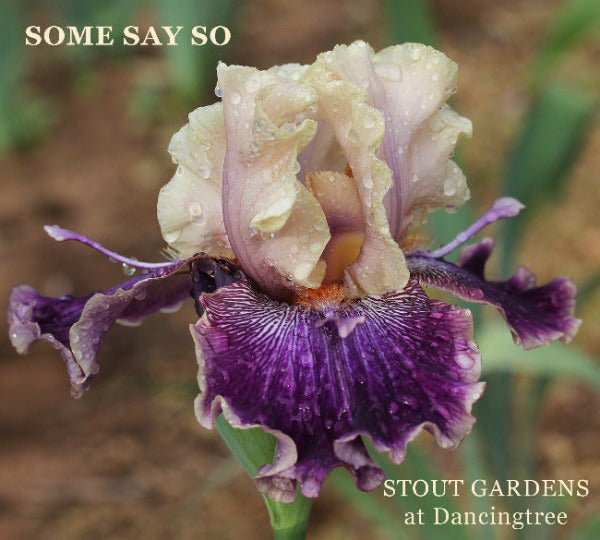 Purple and buff yellow bi-color tall bearded iris called 'Some Say So' displaying space-age spoons on long horns at 'Stout Gardens At Dancingtree'.