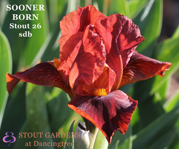 Crimson red standard dwarf bearded iris flower called 'Sooner Born' by Hugh Stout available at 'Stout Gardens at Dancingtree'.