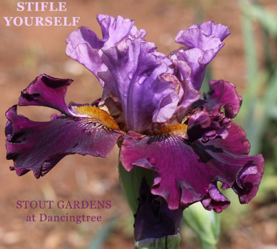 Purple bi-toned, space-age, tall bearded iris flower with text overlay 'STIFLE YOURSELF' and 'STOUT GARDENS at Dancingtree'.