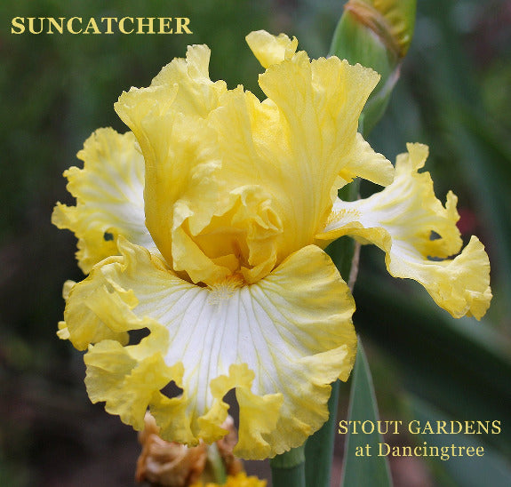 Yellow tall bearded iris flower with 'Suncatcher' name and 'Stout Gardens at Dancingtree' branding.