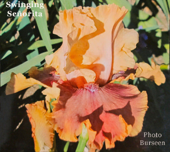 A tall bearded iris flower with a combination of orange and burnt orange petals, labeled 'SWINGING SENORITA' and photographed by Tom Burseen.
