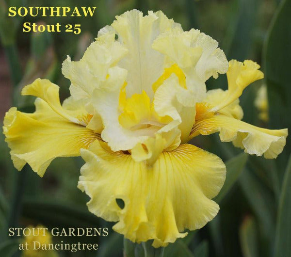 A tall bearded, space-age iris with bi-toned light over warmer yellow falls and upright light to warmer yellow flounces, labeled 'Southpaw' by 'Stout 25' at 'Stout Gardens at Dancingtree'.