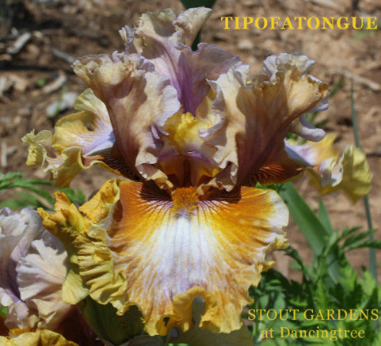 Colorful tall bearded iris flower with 'TIPOFATONGUE' and 'STOUT GARDENS at Dancingtree' text.