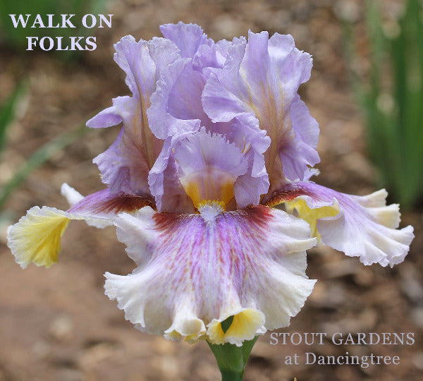 Multicolored iris flower with 'Walk on Folks' and 'Stout Gardens at Dancingtree' text.