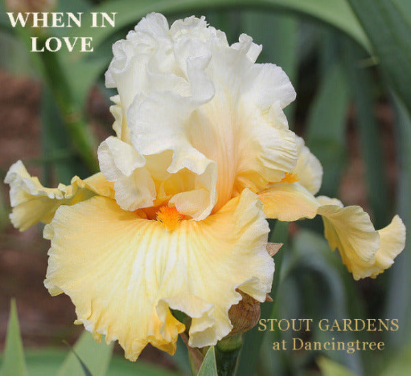 White and light golden yellow tall bearded iris 'When In Love' is displayed showing beautiful form at 'Stout Gardens At Dancingtree'.