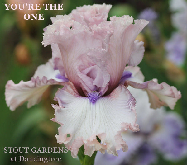 Pink and white iris flower with 'You're the One' text and 'Stout Gardens at Dancingtree' branding.