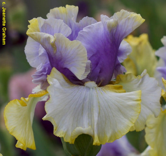 Close-up of a purple and yellow tall bearded iris flower called 'Easter Charm'.
