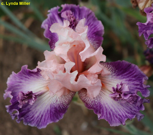Close-up of a pink and purple space-age, border bearded iris flower called 'Gracious Smile' by Lynda Miller.