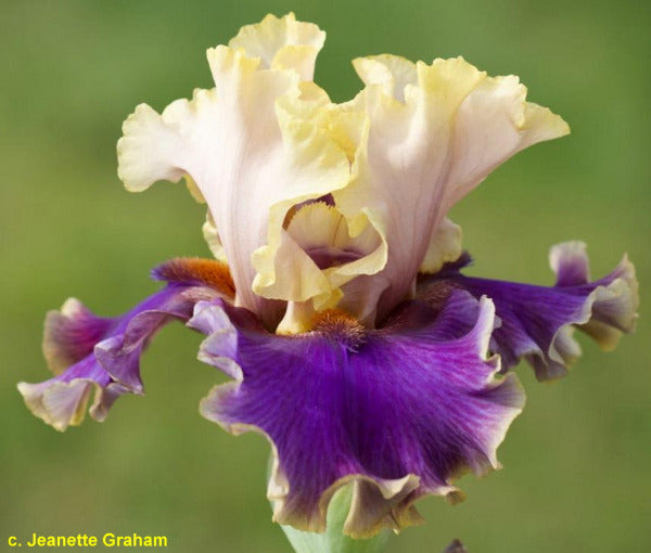 'Hooked On A Feeling' is shwn, atall bearded iris flower with purple and yellow petals on a blurred green background