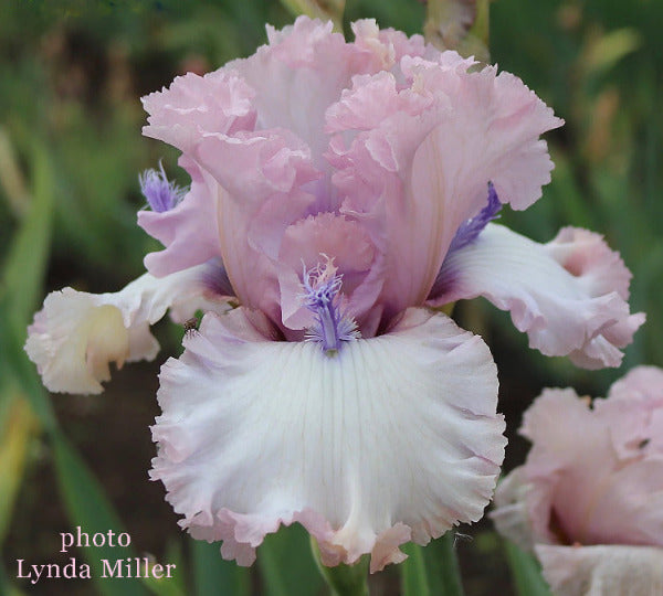 Close-up of 'Picker Upper', a pink with violet blue horns tall bearded iris and space-age iris at 'Stout Gardens At Dancingtree'.