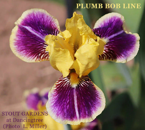 A close-up image of miniature tall bearded iris 'Plumb Bob Line' flower with bright yellow standards and deep plum purple falls, available at 'Stout Gardens'.