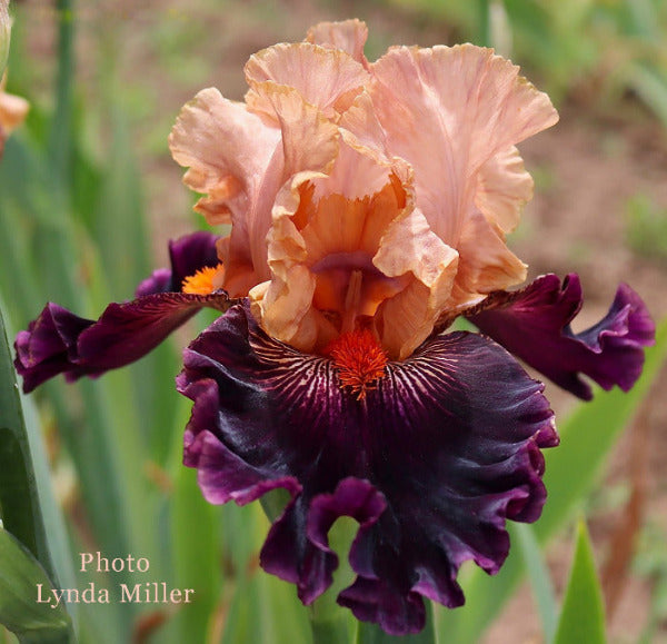 Multicolored tall bearded iris 'Scary Tales' flower with peach and purple petals in a garden setting.