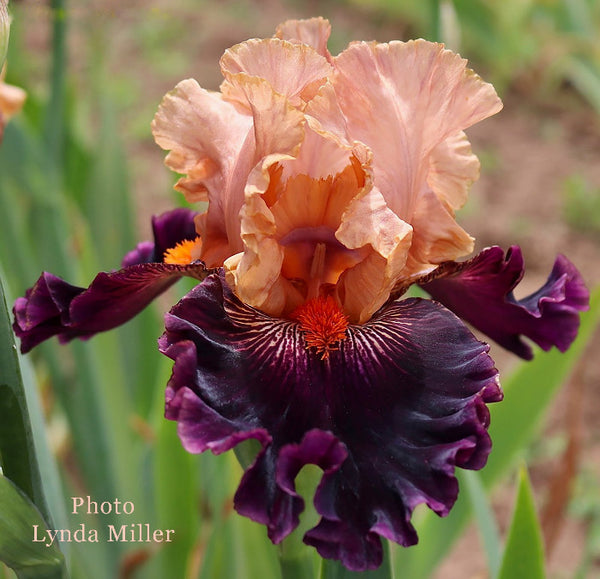 Iris Scary Tales