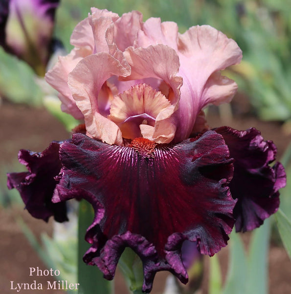 Iris Skullduggery