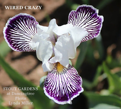 Iris Wired Crazy