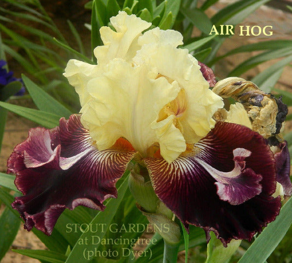 Iris Air Hog