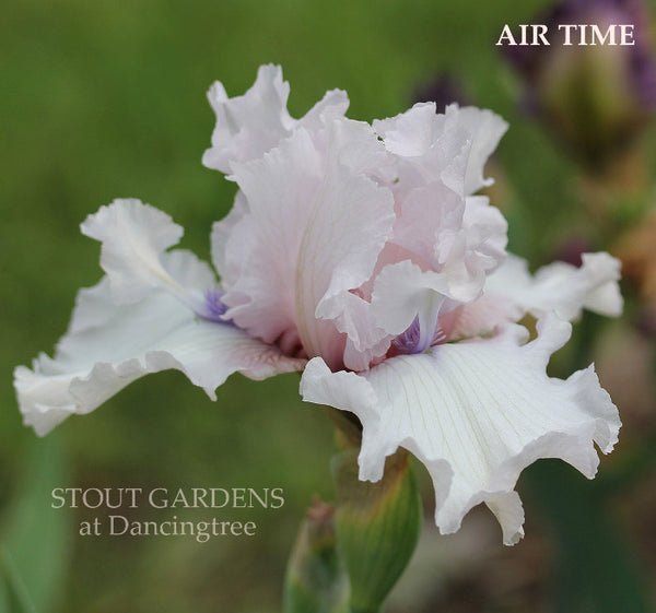Iris Air Time