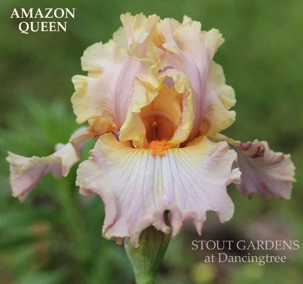 Iris Amazon Queen