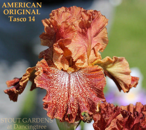 Iris American Original