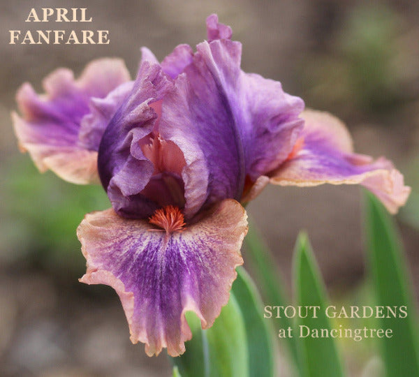 Iris April Fanfare