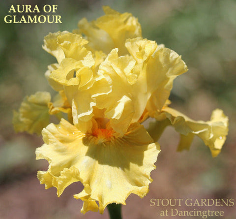 Iris Aura Of Glamour