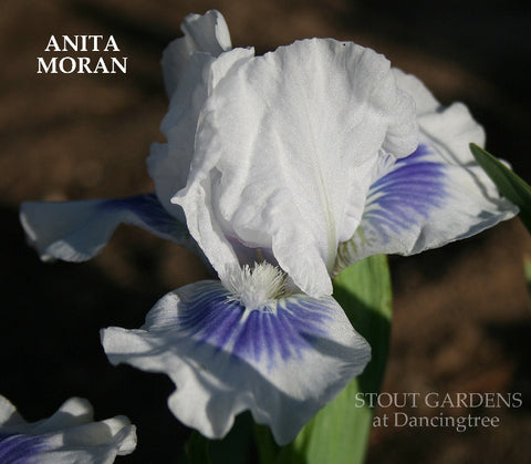 Iris Anita Moran