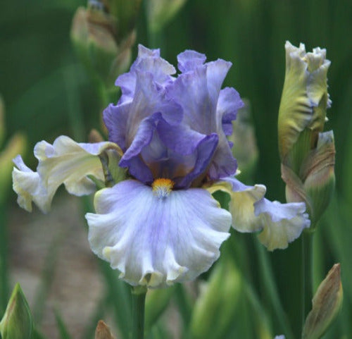 Iris Artifacto