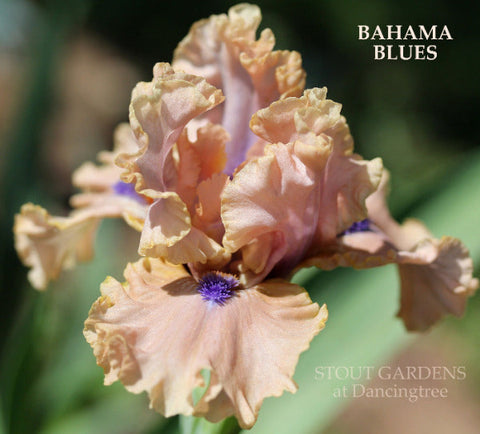 Iris Bahama Blues