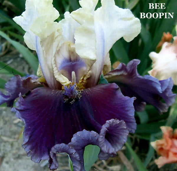 Iris Bee Boopin