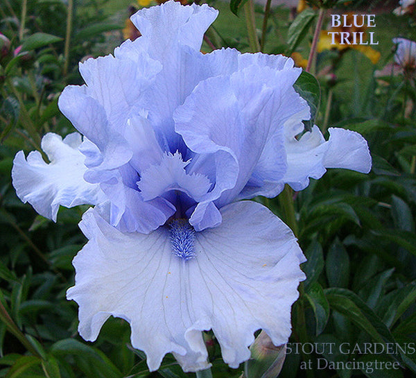 Iris Blue Trill