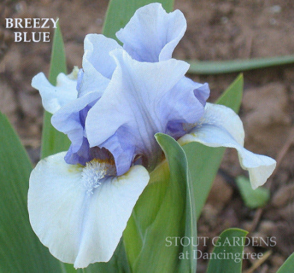 Iris Breezy Blue
