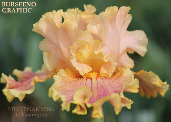 Iris Burseeno Graphic