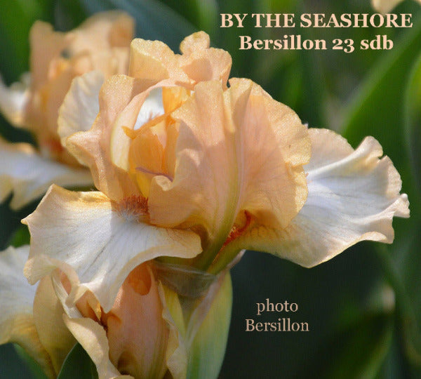 Iris By The Seashore