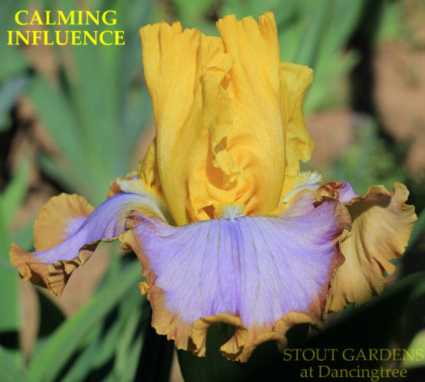 Iris Calming Influence