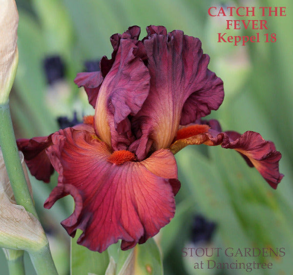 Iris Catch The Fever