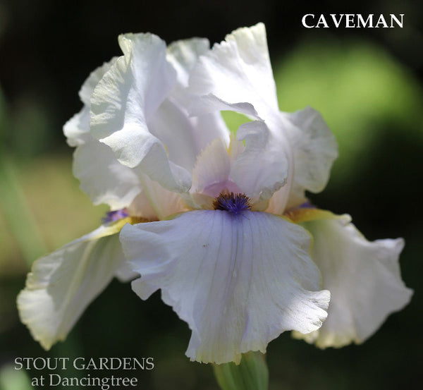 Iris Caveman