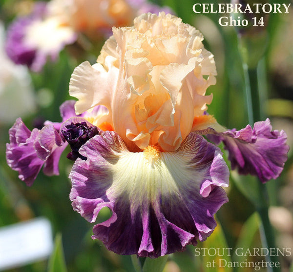 Iris Celebratory