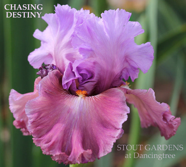 Iris Chasing Destiny