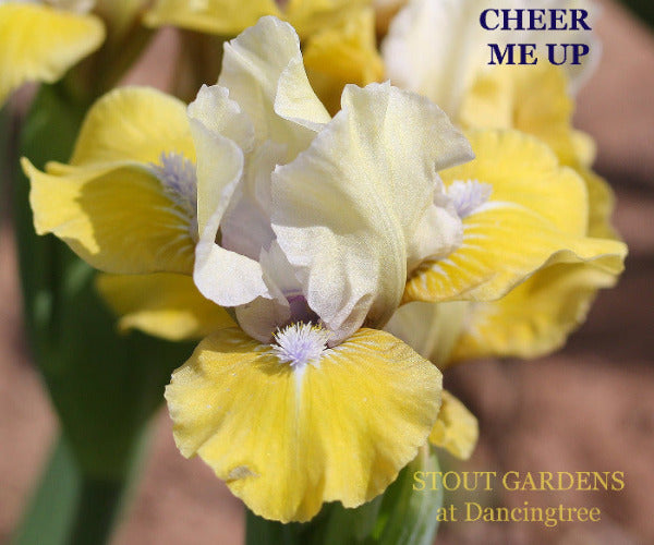 Iris Cheer Me Up