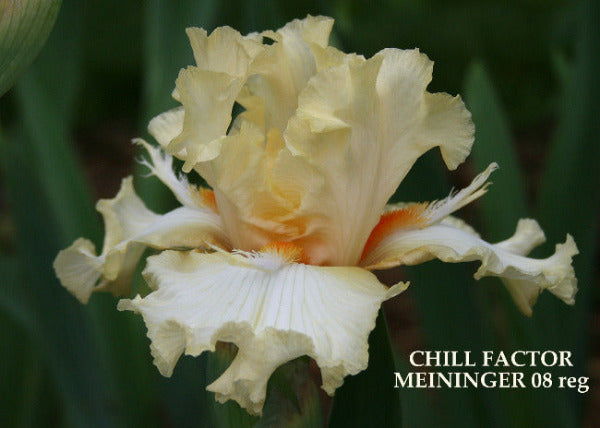 Iris Chill Factor