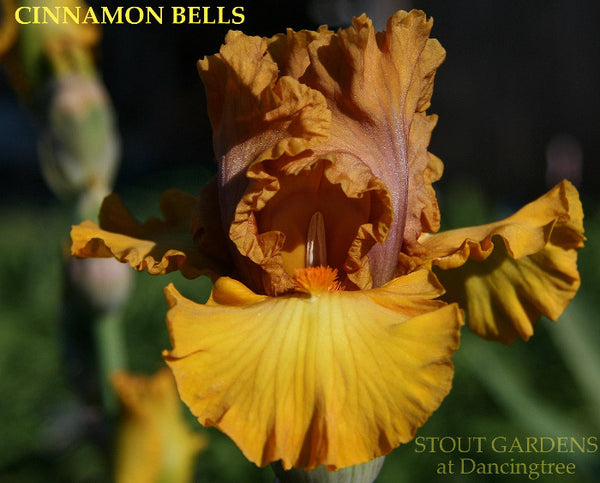 Iris Cinnamon Bells