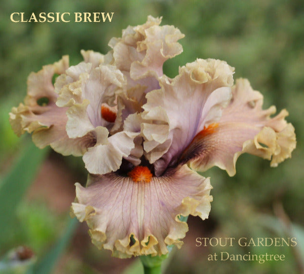 Iris Classic Brew