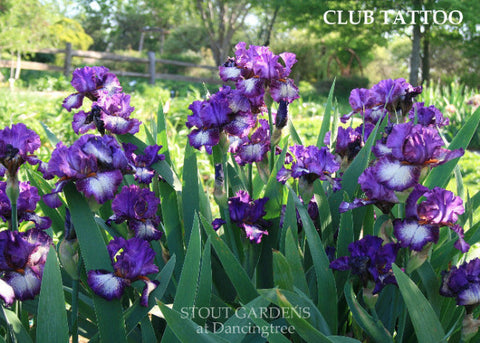 Iris Club Tattoo