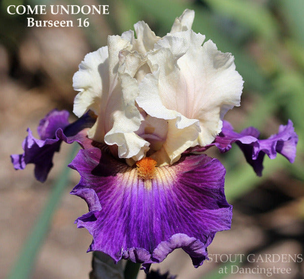 IRIS COME UNDONE